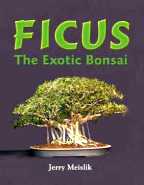 Ficus The Exotic Bonsai