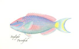 Reef Fish Notecards