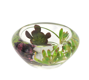 Succulent Bowl (Medium)